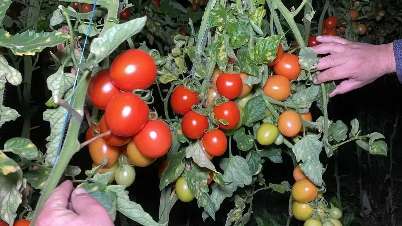 Termometrelerin Eksiye Düştüğü Mersin’de Zirai Don Seferberliği 3